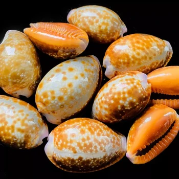 10TK Natural Red Spot Conch Merekarpe Kala Tank Aquarium Maastiku Teenetemärgi Isend DIY Crafts Rannas Meremiili Decor