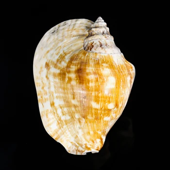 14-16cm Looduslik Suur Kõrv Conch Tigu Merekarpe Käsitöö Kollektsiooni Pulm Meremiili Home Decor Ornament Kala Akvaariumi Dekoratsioon