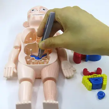 18Pcs/Set Loomingulise Inimese Mudel, Eemaldatav Alguses Hariduslik Mänguasi Plastikust Pööratav Orel DIY Assamblee Mänguasi Lastele