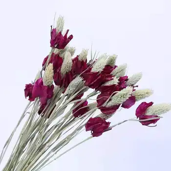 20Pcs Tõelised Taimed Pampas Muru Koostisega Kunstlik Kuivatatud Lilled, Kimp Pulmas Põhjamaade Stiilis Kodu Decor Lihavõtted Teenetemärgi