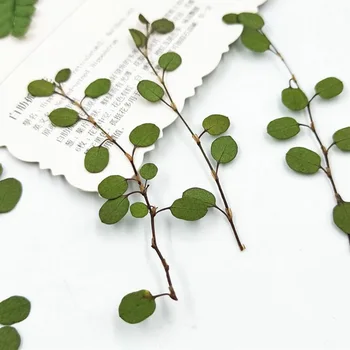 64pcs Pressitud Kuivatatud Chiba Chlorophytum Ivy Jätab Lille Taimede Herbaarium Ehted Järjehoidja Postkaart Telefoni Juhul DIY Tegemine 37646