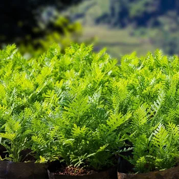 Aiakaubad DIY Kartul Kasvab Planter PE Riie Istutamine Paagi Kott Aed Pot aia kaunistamiseks väljas Kodu Kaunistamiseks
