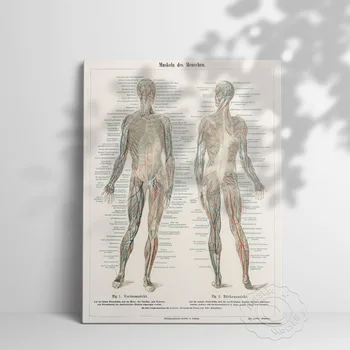 Anatoomilise Inimeste Pildid Plakat, Närvisüsteemi, Skelett, Keha Elundite Lihaste Art Prints, Haigla Arsti Kontori Seina Art Decor 64070