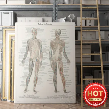 Anatoomilise Inimeste Pildid Plakat, Närvisüsteemi, Skelett, Keha Elundite Lihaste Art Prints, Haigla Arsti Kontori Seina Art Decor