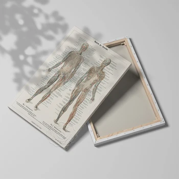 Anatoomilise Inimeste Pildid Plakat, Närvisüsteemi, Skelett, Keha Elundite Lihaste Art Prints, Haigla Arsti Kontori Seina Art Decor