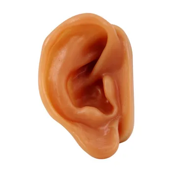 Elu Suurus Räni Inimese Kõrva Mudeli jaoks, Kes Kõrvad Mulje, Võttes Kõrvaklapid Ekraan Kõrvarõngas Seista Mudelid