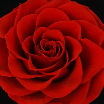 Eternal Rose Konserveeritud tehislilled Rõngas Juhul Ehted Kaelakee Ladustamise Kasti Pulmad Decor Emade Päev Kingitus Oma