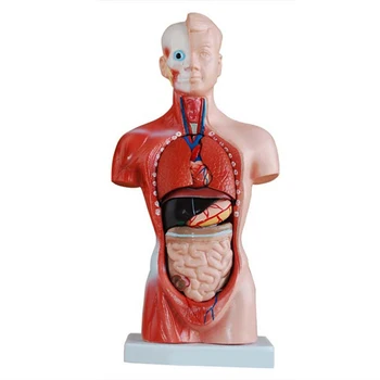 Inimkeha Mudel, Keha Anatoomia Anatoomia Meditsiini siseorganid Skelett Vistseraalse Aju Anatoomilisi Simuleeritud Õpetamise 28cm