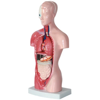 Inimkeha Mudel, Keha Anatoomia Anatoomia Meditsiini siseorganid Skelett Vistseraalse Aju Anatoomilisi Simuleeritud Õpetamise 28cm