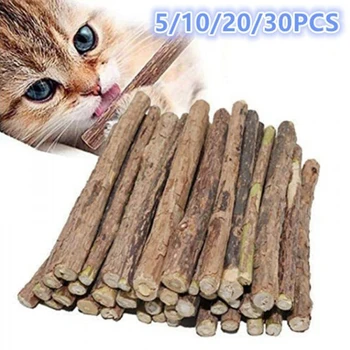 Kassipoeg hammaste krigistamine rod polygonum kass suupiste loomulik catnip