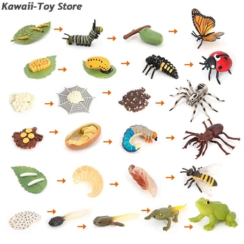 Lapsed Kognitiivse Haridus Mänguasjad Simulatsioon Loomade Putukate Mudel Mini Loomade Liblikas Kasvutsükli Kaunistused