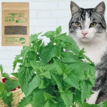 Looduslik Catnip Premium Mentooli Orgaaniliste Naljakas Kass Mänguasjad Maitse Veise Muru Suupisted Catnip Lemmikloomatarbed Kassipoeg Lemmikloom Kass Catnip Mänguasjad