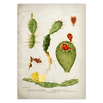 Lõuend Maalid Vintage Botaanika Cactus Prindi Plakat Õitsemise Kaktused Botaanilise Kunsti Antiik Pildid Seina Art Lõuend Maali