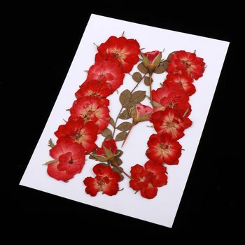 Päris Väike Rose Tõeline Pressitud Flower Kuivatatud Lilled Kunsti-Käsitöö Scrapbooking 183259