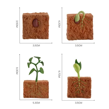 Simulatsioon elutsükli Green Bean Taimede Kasvu Tsükli Mudeli rakendamine Arvandmed Kogumise Teadus, Haridus Mänguasjad Lastele