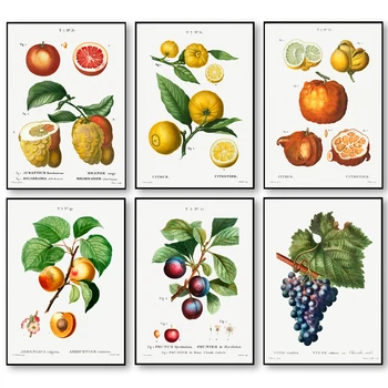 Vintage Puuviljad Plakat, Virsiku ja Viinamarja Maalid Lõuend Print Botaanilise Kunsti Antiik Seina Art Pilte Köök Kodu Kaunistamiseks